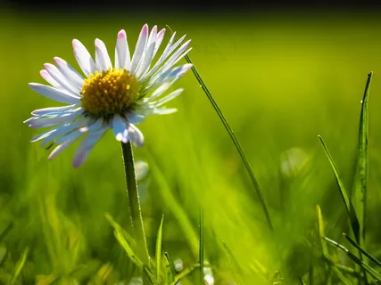 雏菊，绿色，草，自然，宏，开花，盛开