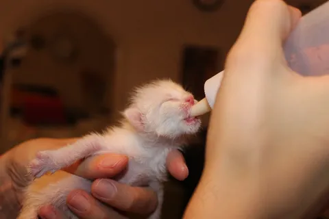 猫,牛奶,哺乳期,幼犬,婴儿奶瓶,怜悯,马莱 猫,牛奶,哺乳期,幼犬,婴儿奶瓶,怜悯,马莱