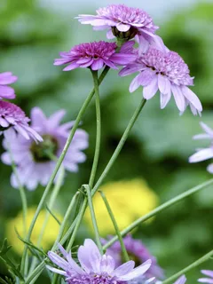 鲜花,叶子,叶子,花瓣,花的,开花 鲜花,叶子,叶子,花瓣,花的,开花