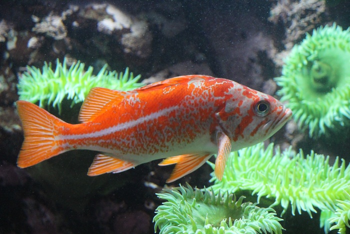 鱼，水，自然，水族馆，石鱼