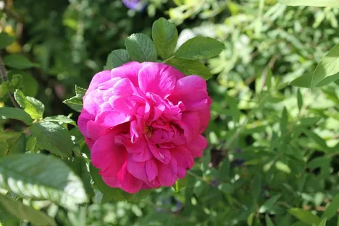玫瑰,夏天,花,园林植物,植物,粉红色的花 玫瑰,夏天,花,园林植物,植物,粉红色的花