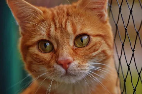 猫,宿醉,红色,可爱,鲭鱼,虎,甜 猫,宿醉,红色,可爱,鲭鱼,虎,甜