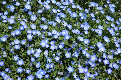 鲜花,成长,蓝色,花瓣,开花,盛开 鲜花,成长,蓝色,花瓣,开花,盛开