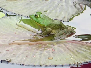 青蛙，池塘，水，绿色，动物，两栖类，自然