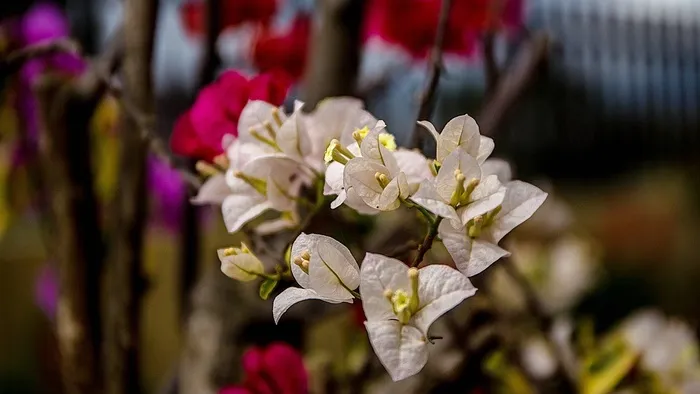 九重葛，白色，花，花瓣，绽放，盛开