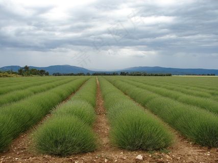 法国，普罗旺斯，薰衣草，原野