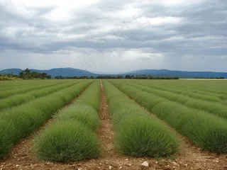 法国，普罗旺斯，薰衣草，原野