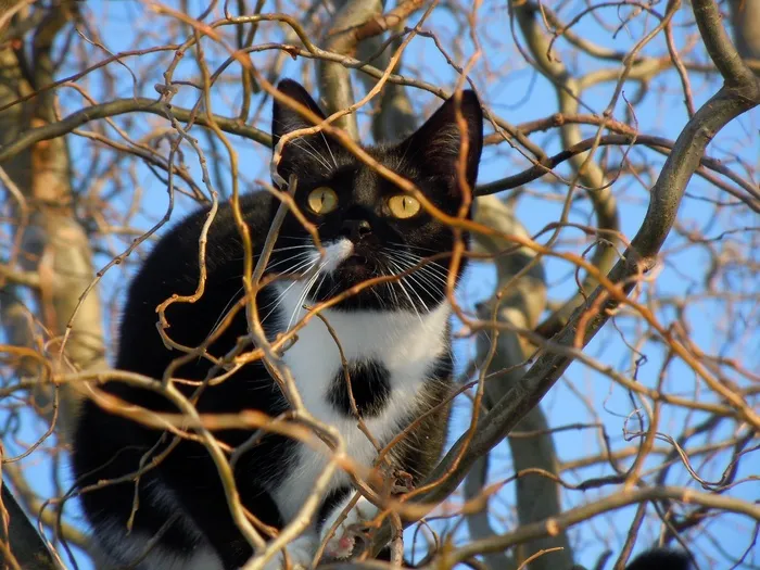猫，隐藏，动物，爬，树，潜伏