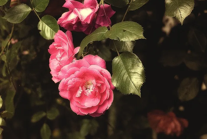 玫瑰，花，花园，粉红玫瑰，Rosebush