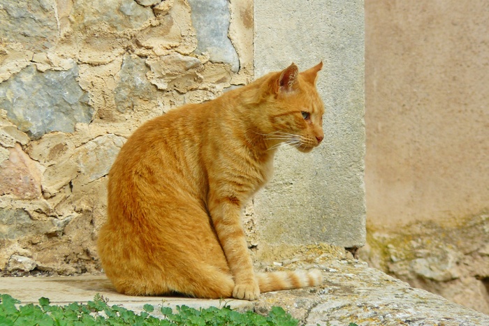 猫，动物，宠物，家猫，鲭鱼