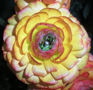 花瓣，花，美丽，自然