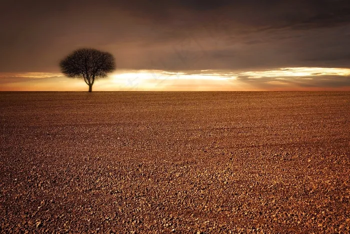 景观，场，耕地，树，天空，阳光，云