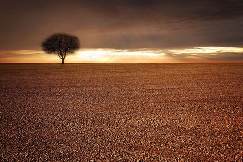 景观，场，耕地，树，天空，阳光，云