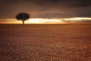 景观，场，耕地，树，天空，阳光，云