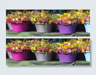 鲜花，花盆，植物，多彩，Farbenpracht