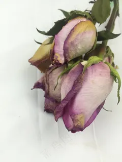 花,颜色,自然,植物,花的,春天,绿色 花,颜色,自然,植物,花的,春天,绿色