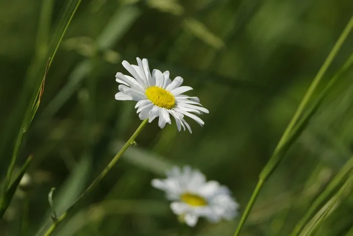 五月草，菊苣Arvensis，花，植物