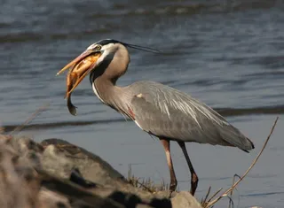 大蓝鹭，鱼，食品，膳食，嘴里，条例草案，鸟