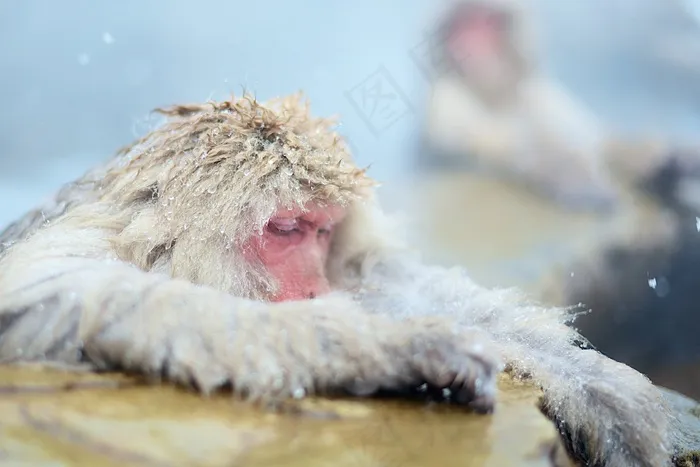 猴子，猿，放松，沐浴，雪，冬季，冷，毛皮