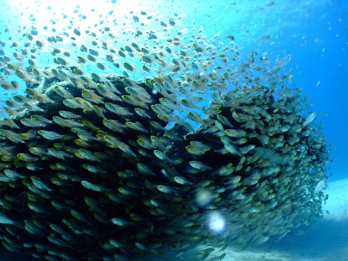 海，鱼，潜水