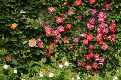 植物,花卉,花墙,树,死不了花,灌木丛与玫瑰 植物,花卉,花墙,树,死不了花,灌木丛与玫瑰