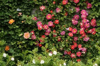 植物,花卉,花墙,树,死不了花,灌木丛与玫瑰