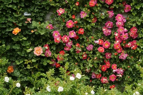 植物,花卉,花墙,树,死不了花,灌木丛与玫瑰 植物,花卉,花墙,树,死不了花,灌木丛与玫瑰