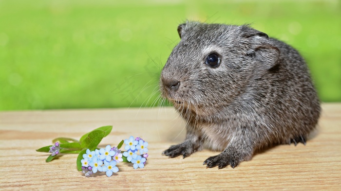 豚鼠，年轻动物，光滑的头发