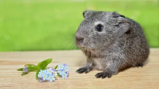 豚鼠，年轻动物，光滑的头发