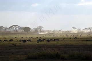 野生动物园，肯尼亚，非洲，国家公园，自然