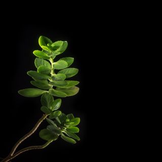 花，植物，兰花，性质，春天，绿色，百合