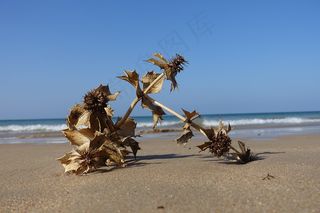 西班牙，海，蓟，六水仙，干