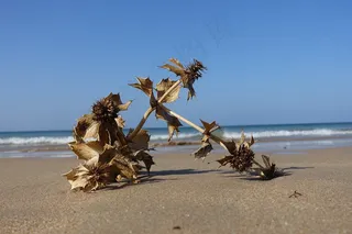西班牙，海，蓟，六水仙，干