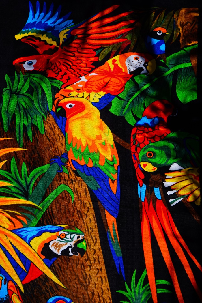 鹦鹉，阿拉斯，萝莉，长尾小鹦鹉，鸟类，毛巾，浴巾