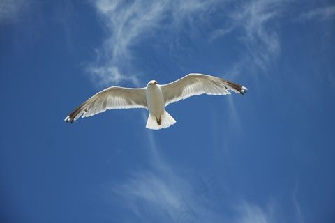 鸥,天空,蓝色,飞,翼,鸟飞,云团,鸟类,飞行 鸥,天空,蓝色,飞,翼,鸟飞,云团,鸟类,飞行