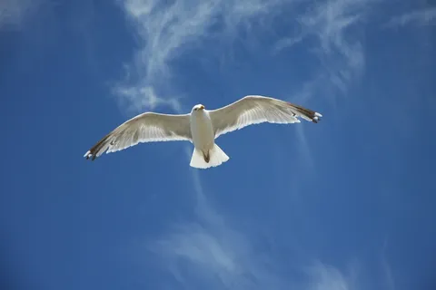 鸥,天空,蓝色,飞,翼,鸟飞,云团,鸟类,飞行 鸥,天空,蓝色,飞,翼,鸟飞,云团,鸟类,飞行