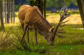 鹿，动物，里士满，牛角