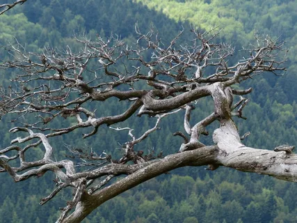 道路，枝杈，粗糙，老，死植物，树，死