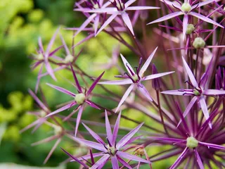 观赏洋葱，开花，厂，花，春天
