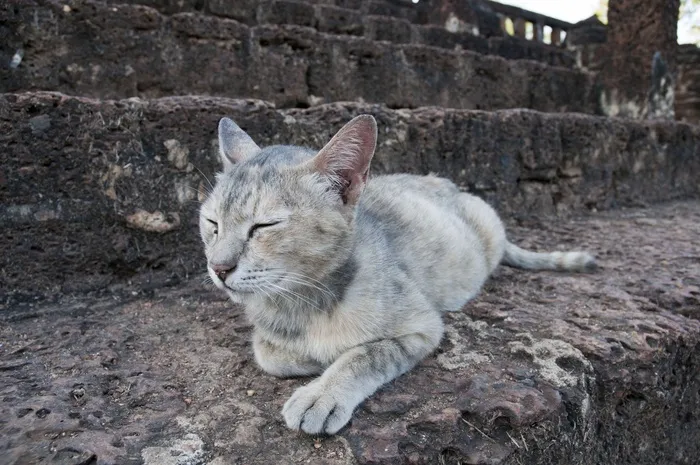 熟睡中的猫，猫，摇滚