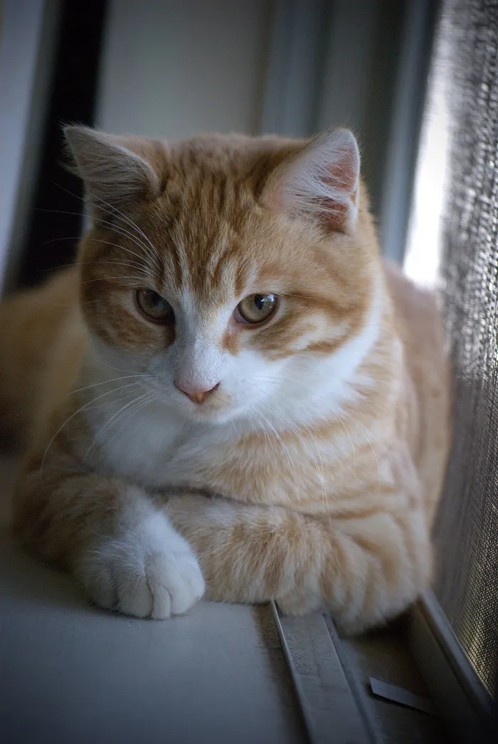 猫，动物，宠物，猫的，家养，白色，自然