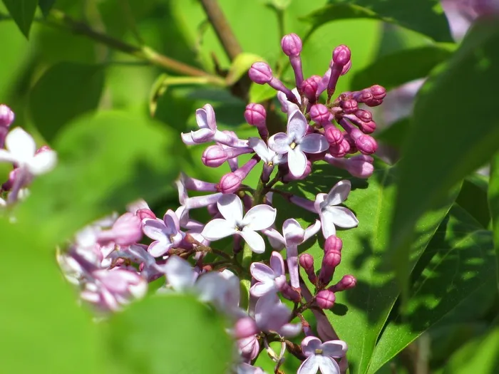 丁香，颜色，开花，花，花，鲜花