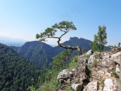 山，景观，径，方式，全景，自然
