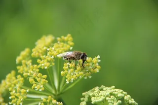 昆虫，饲料，自然，花，花园