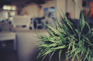 植物，室内，咖啡厅，模糊