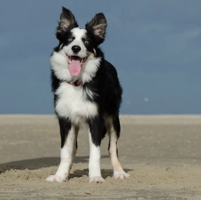 海滩，边境牧羊犬，搞笑，有风，年轻的边境牧羊犬