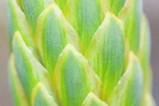 植物，投标，优良，传单，绿色，泛绿色，黄色