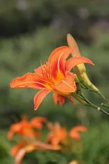 橙色,百合,鲜花,百合,芽,花朵,绽放 橙色,百合,鲜花,百合,芽,花朵,绽放