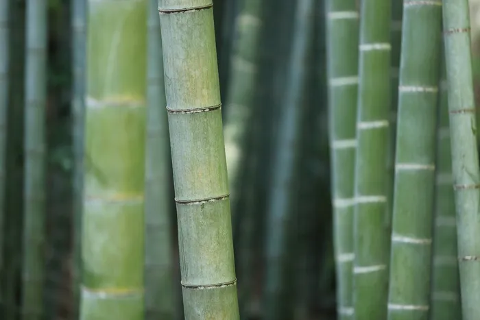 竹，森林，树干，草，植物，植被，宏