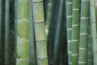 竹，森林，树干，草，植物，植被，宏